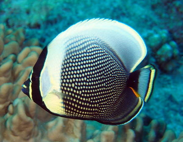 Reticulated Butterflyfish (Chaetodon reticulatus) is a specialized corallivore, eating only live coral polyps.