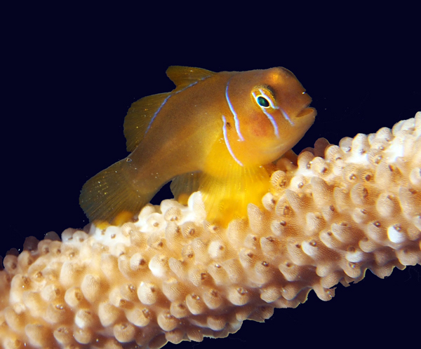 The Citron Goby (Gobiodon citrinus) has been extirpated from many reefs in the Maldives in the past year.
