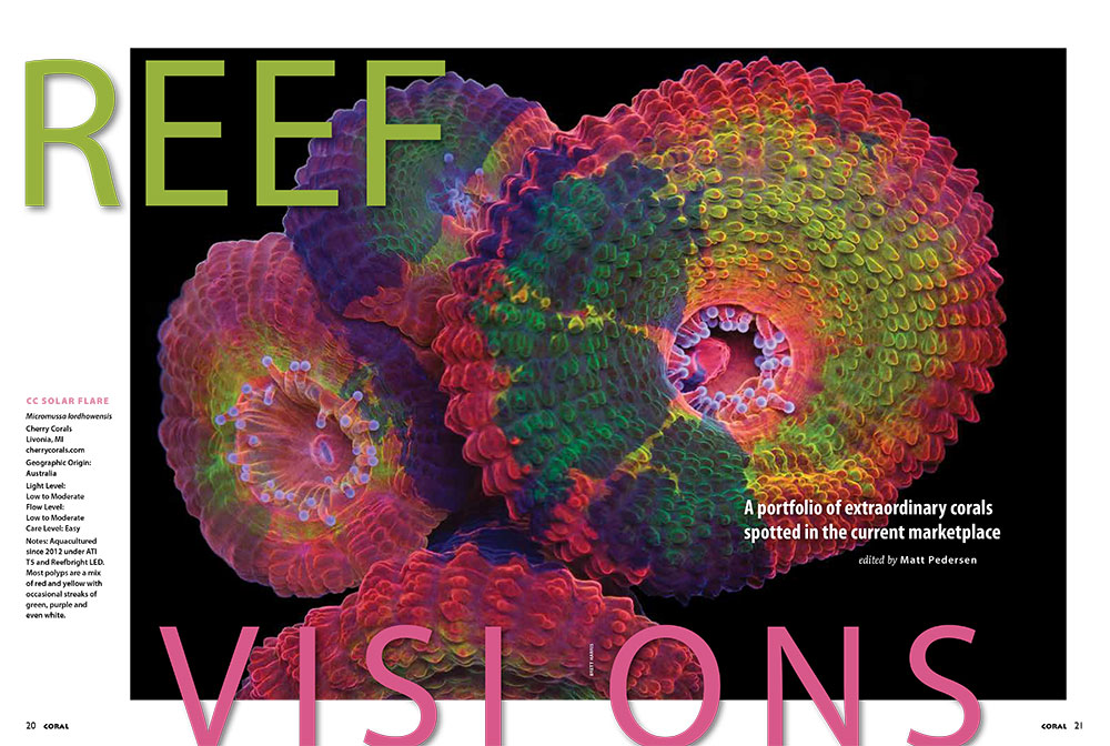 The current issue's Reef Visions features this beautiful CC SOLAR FLARE Micromussa lordhowensis, from Cherry Corals.