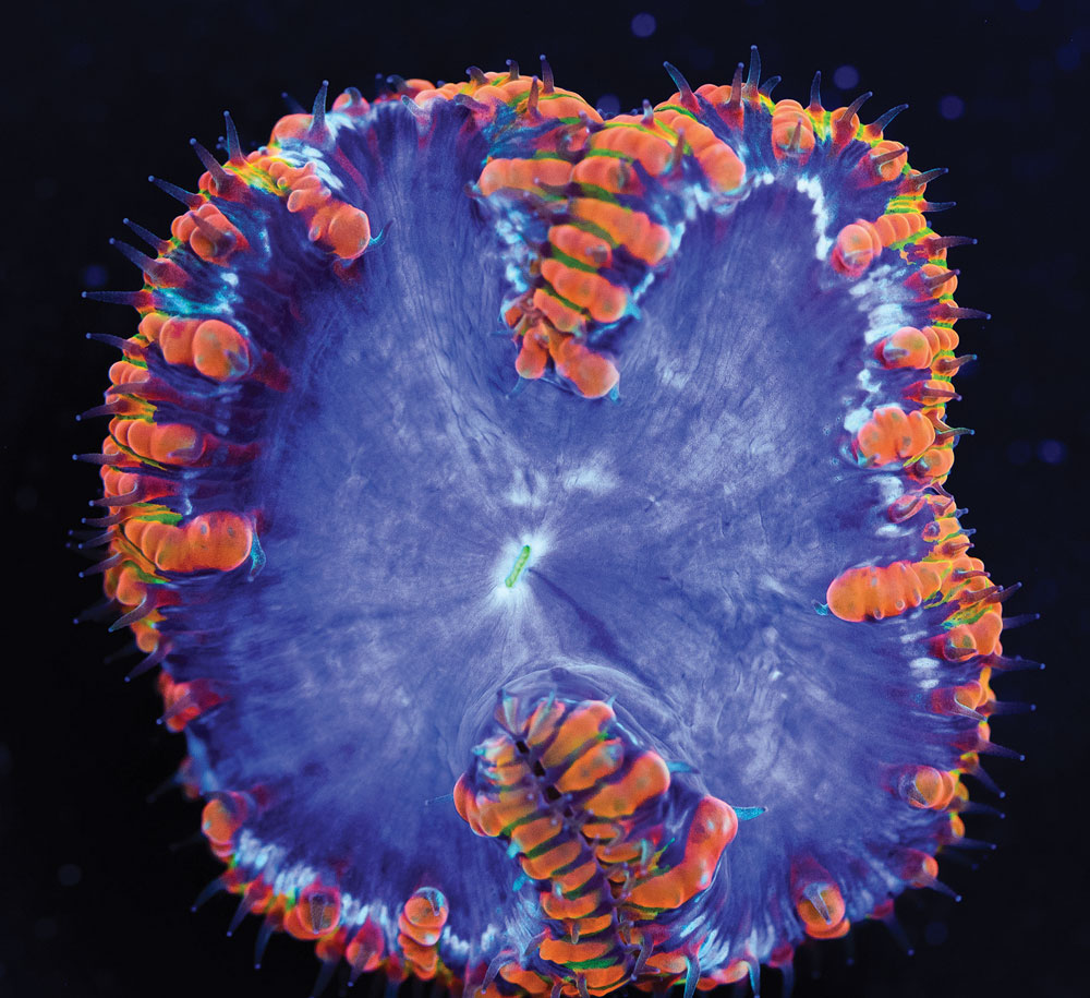A blue Blastomussa wellsi with orange tentacles? Fans of the Chicago Bears should've been clamoring for this one!