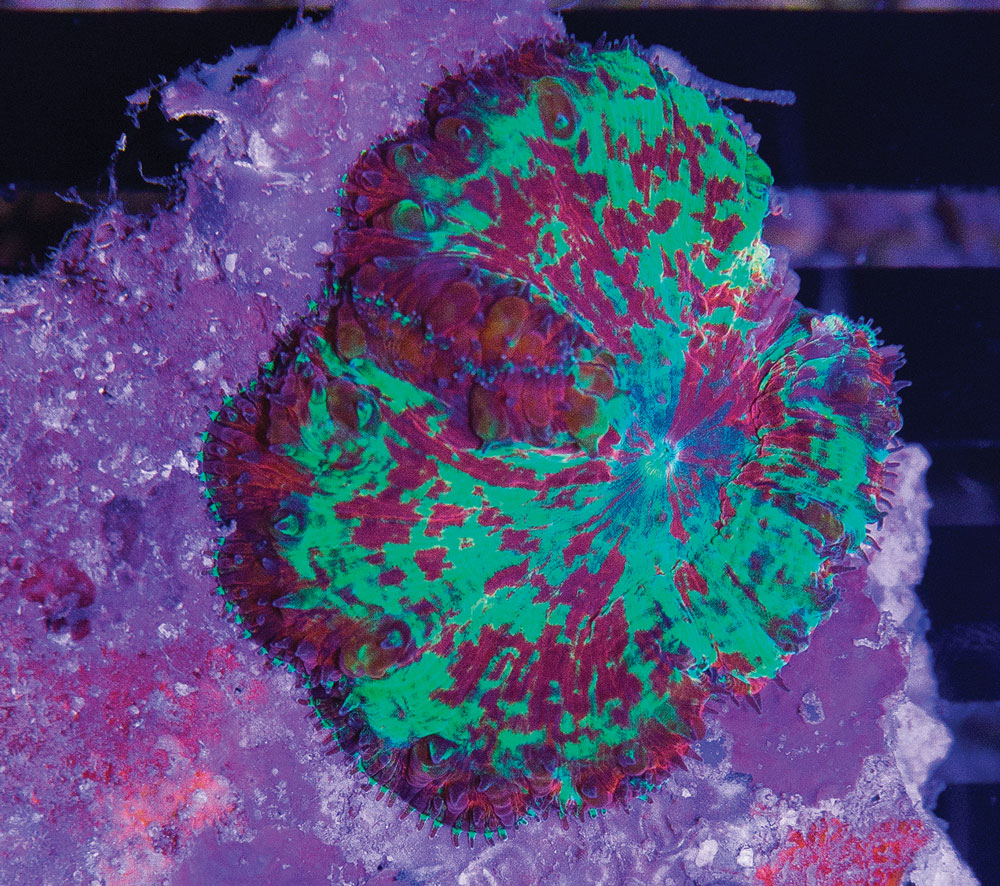 Just when you thought you'd seen the Blastomussa to end all other Blastomussa, Eye Catching Corals submitted this whopper.