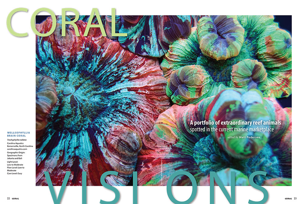 Wellsophyllia Brain Corals, by Carolina Aquatics, opened the September/October 2016 installment of the column