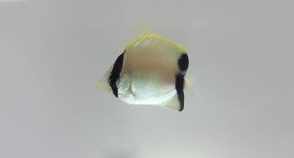 Rising Tide: Aquaculture of the Reef Butterflyfish