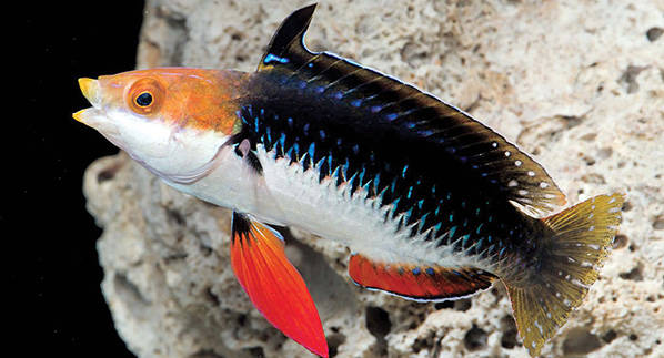 Meet the Monsoon Fairy Wrasse