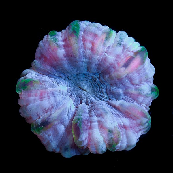 Unique_Corals_IMG_1002 CORAL Magazine