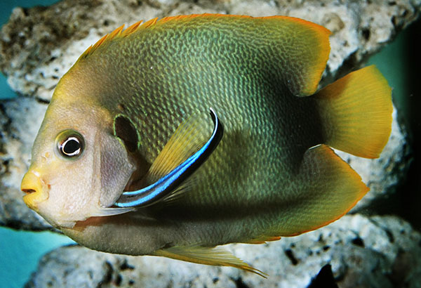 The full adult coloration of Holacanthus africanus is an autumn-inspired mixture of browns, golds and orange. Image: Nantawat Chotsuwan/Shutterstock