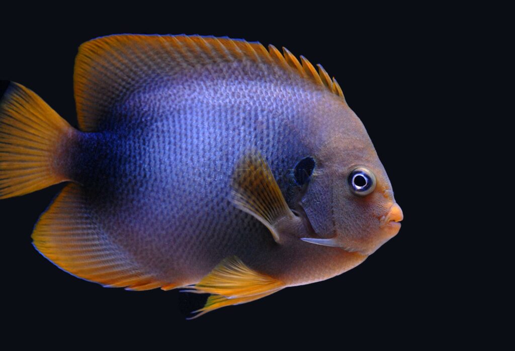 African Angelfish, Holacanthus africanus, a rarity from West Africa, is reaching the US aquarium trade.