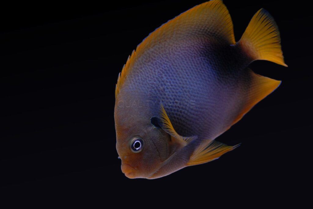 This subadult African Angelfish still shows traces of the blue juvenile coloration, which disappears with age.