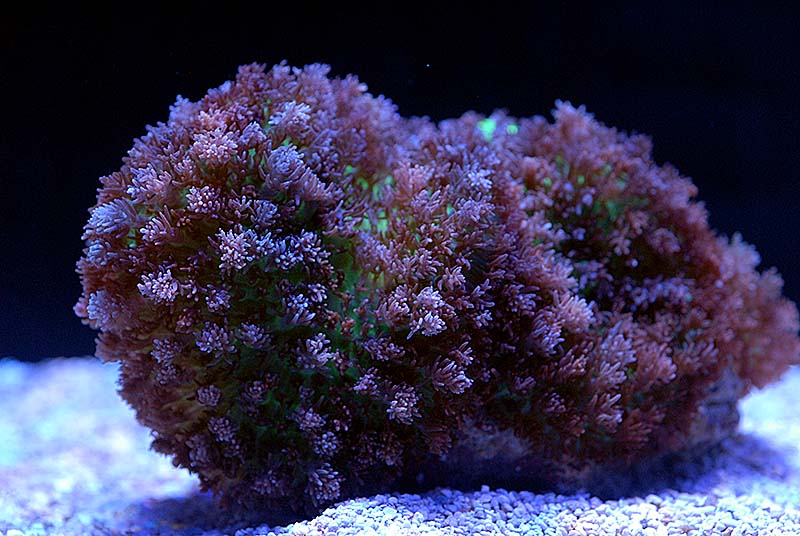 Fringed Bounce Rhodactis, by Quality Marine
