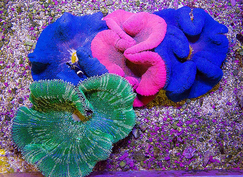 Assorted Carpet Anemones, shared by Eye Catching Corals
