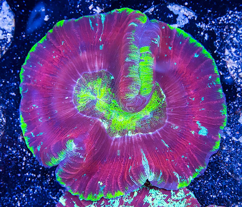 Trachyphyllia radiata, seen at Eye Catching Corals