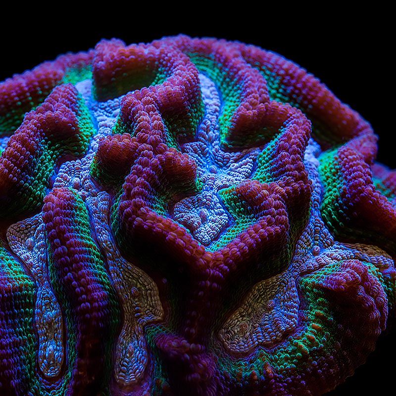 Tri-color Oulophyllia, by Tidal Gardens