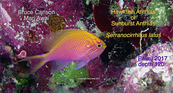 Rare Video of Deepwater Sunburst Anthias