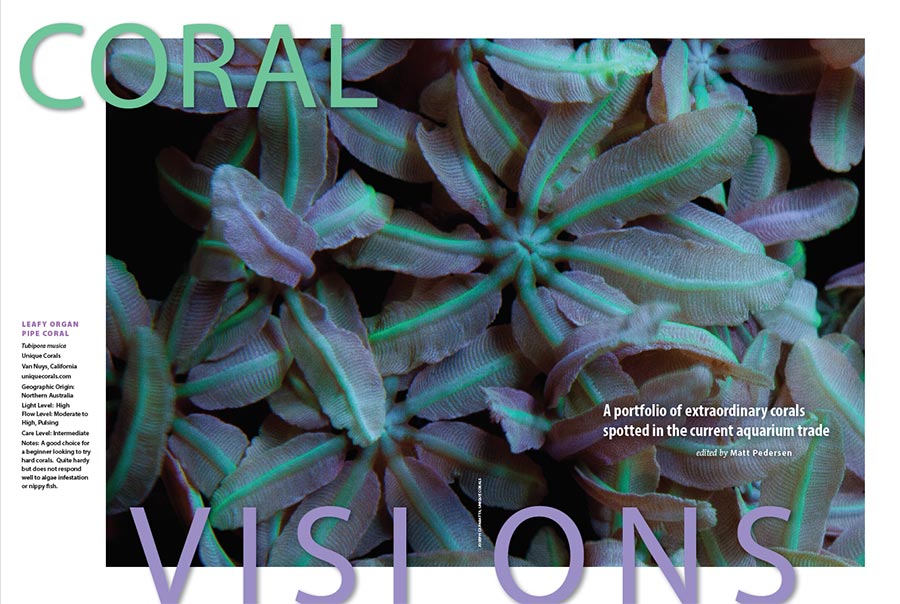 CORAL Magazine's CORAL VISIONS feature for May/June 2017 invites you in with a pastel beauty; Organ Pipe Coral shared by Unique Corals.