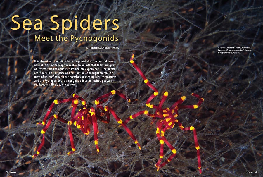 For most of us, reef aquaria are exercises in keeping bizarre creatures, and the Pycnogonids are among the oddest uninvited guests a reefkeeper is likely to encounter. Dr. Ronald L. Shimek introduces the Pycnogonids (Sea Spiders).