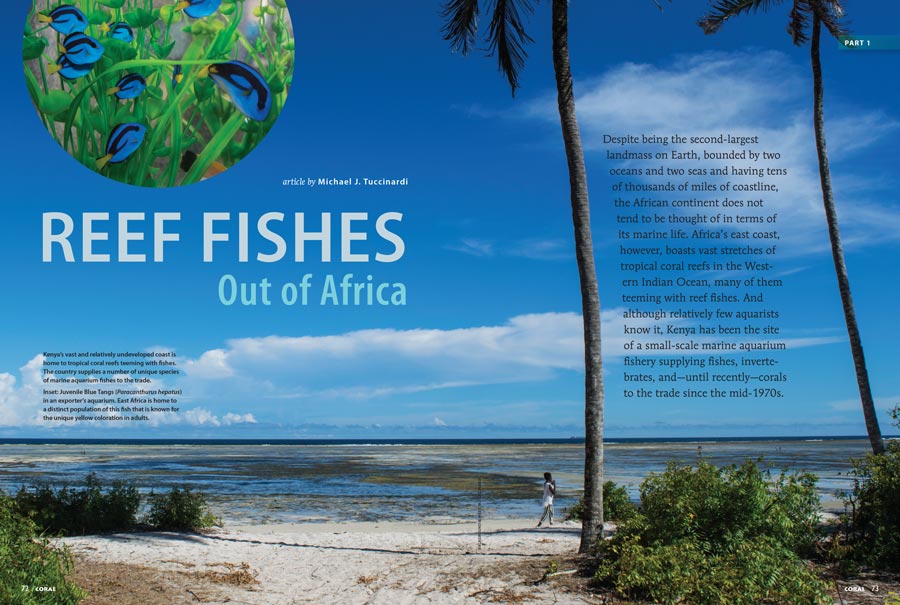 REEF FISHES Out of Africa: Part 1