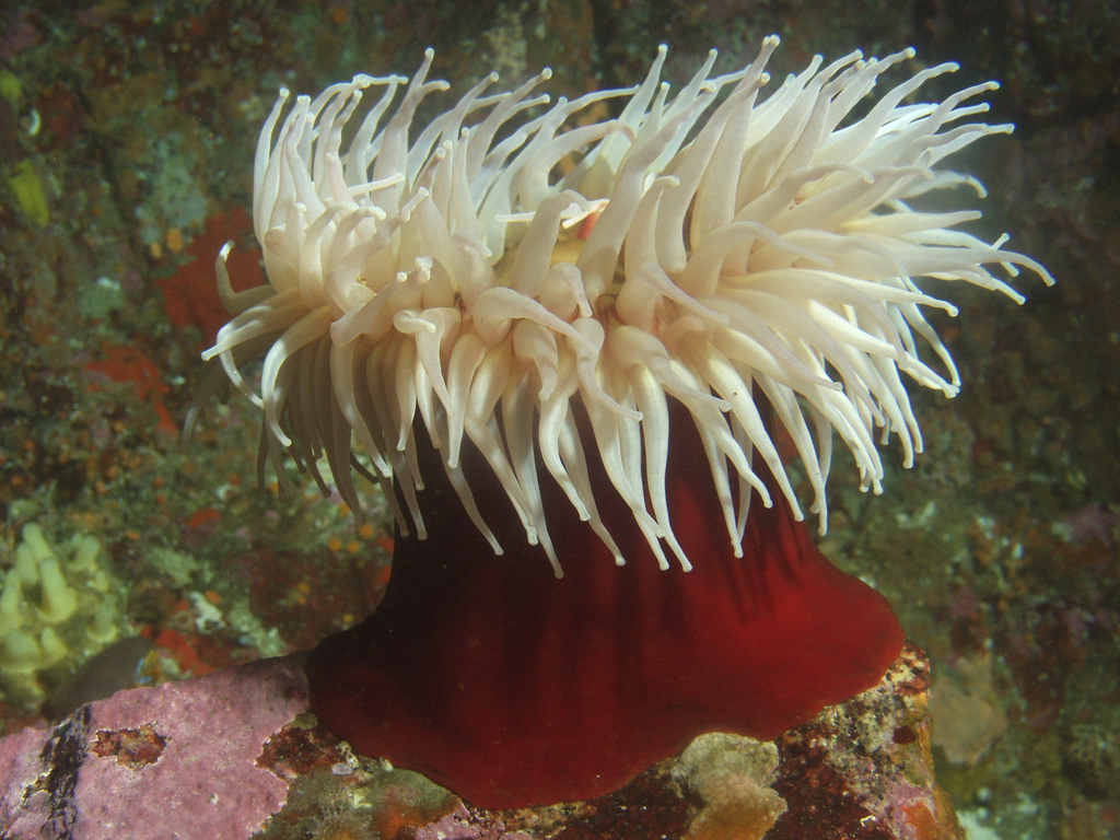 The Fish Eating Sea Anemone, Urticina piscivora, packs a painful wallop as related in the tale below. Image by NOAA/CBNMS photographer Linda Snook, CC BY 2.0