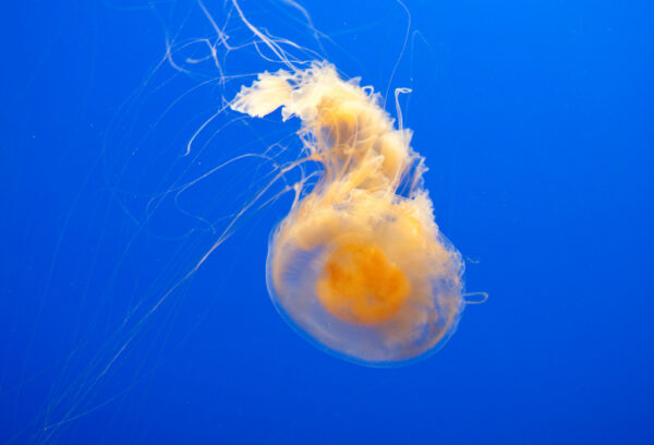 The Egg Yolk Jelly (Phacellophora camtschatica), Image by Tom Thai, CC BY 2.0
