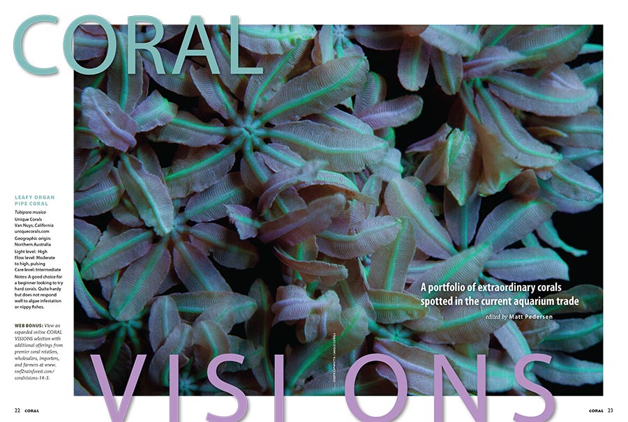 CORAL VISIONS opens with an unusual Organ Pipe Coral, Tubipora musica, from Unique Corals. Turn the page to see what other showstopping surprises wait inside. Look elsewhere on the site for a collection of corals that were "culled" in the selection of specimen chosen to be immortalized in print!