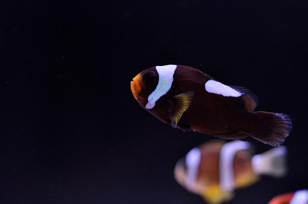 A healthy, vibration Saddleback Clownfish, produced by the students at Stratton Elementary, and ready for sale at Quality Marine.