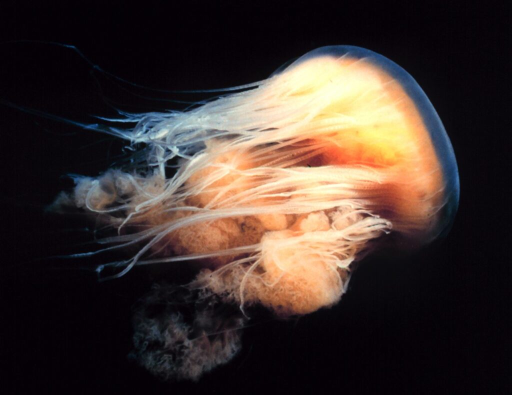 The Lion's Mane Sea Jelly, Cyanea capillata, capable of delivering a nasty sting. Image by Kip Evans, CC BY-SA 4.0