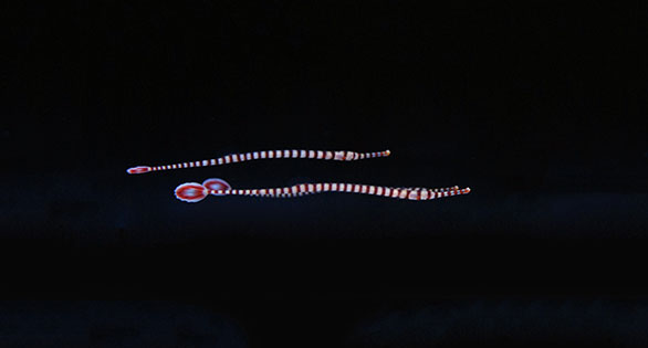 Quality Marine Receives Aquacultured Banded Pipefish