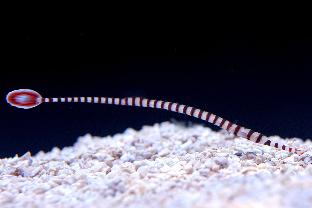 Another look at captive-bred Dunckereocampus dactyliophorus, the Banded Pipefish.