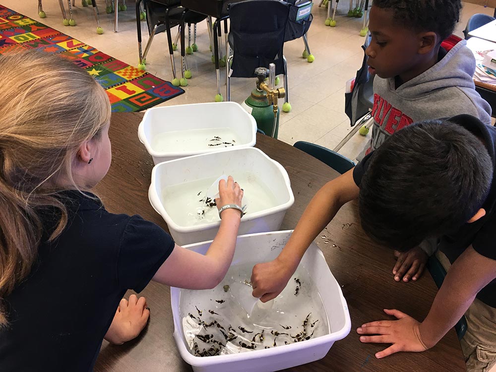 Students prepare clownfish for bagging.