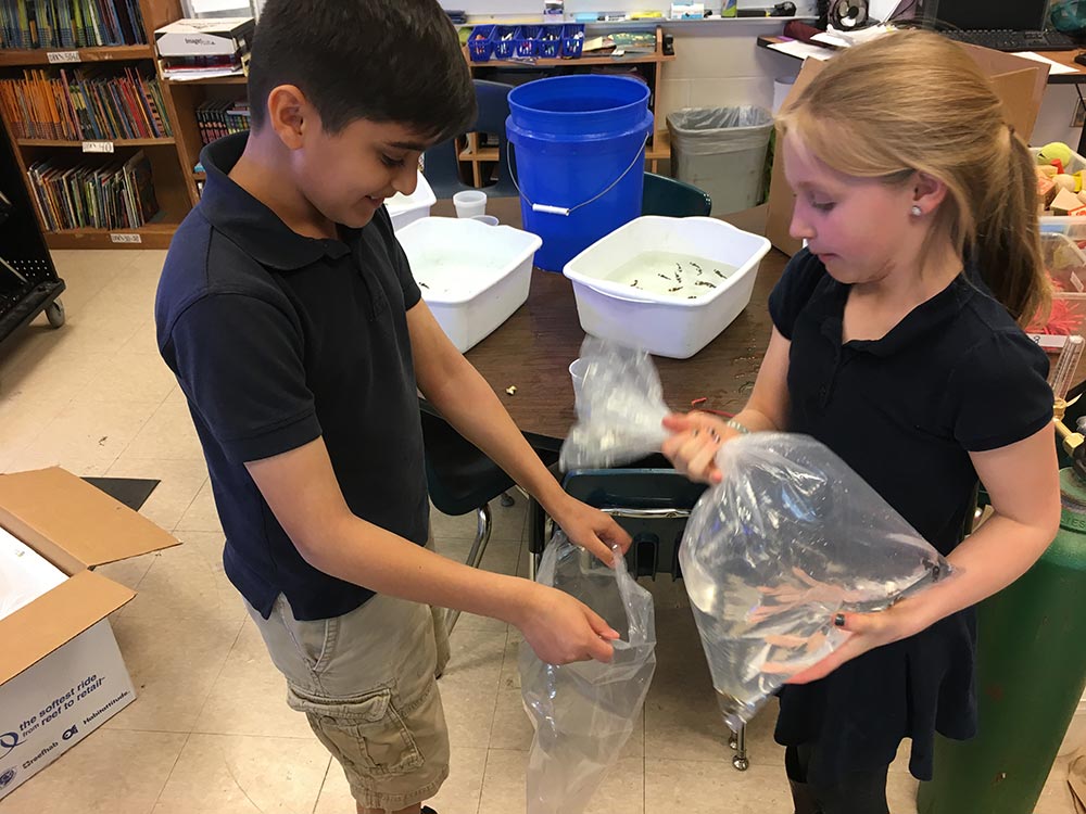 Students carefully bagging clownfish for shipment.