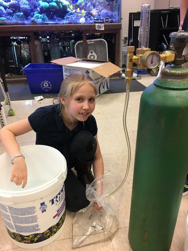 Clownfish bags are inflated with oxygen for the journey from Illinois to California.