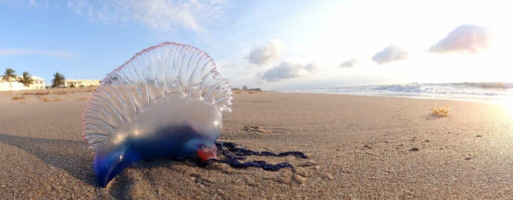 Definitively infamous due to its painful sting, the Portuguese Man o' War, Physalia physalis, was the subject of a recent study investigating first aid treatments for envenomations. Image by Volkan Yuksel, CC BY-SA 3.0