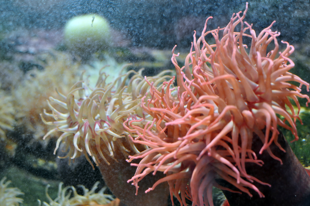 No doubt this student will never forget this life changing encounter with a Fish Eating Anemone. Image by Citron, CC BY-SA 3.0