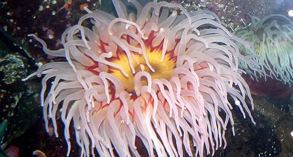 Kissed By an Anemone: Cnidarian Stings Part I