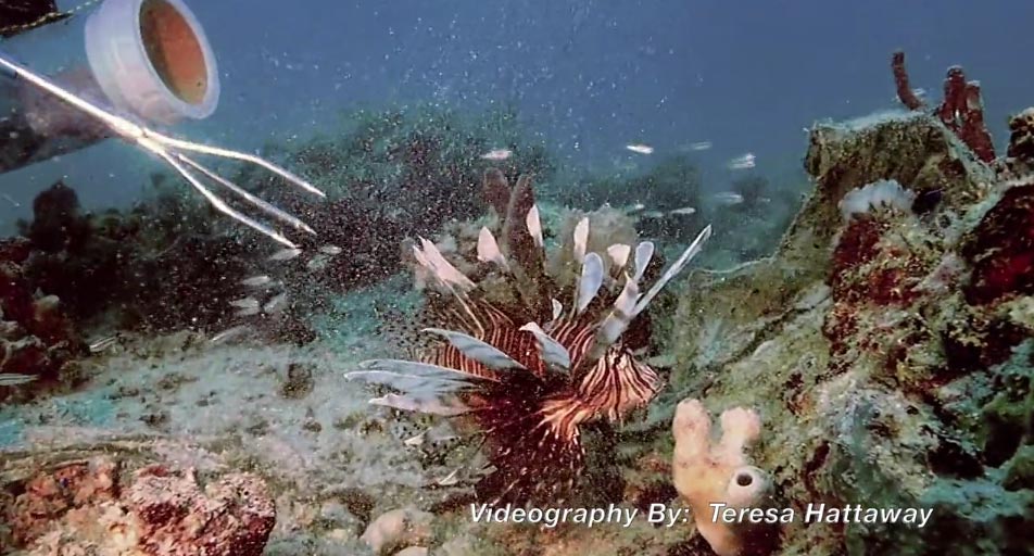 VIDEO: “Beautiful, Deadly and Delicious”: Lionfish Derbies In Action
