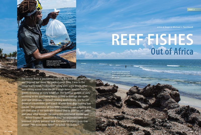 REEF FISHES Out of Africa: Part 2
