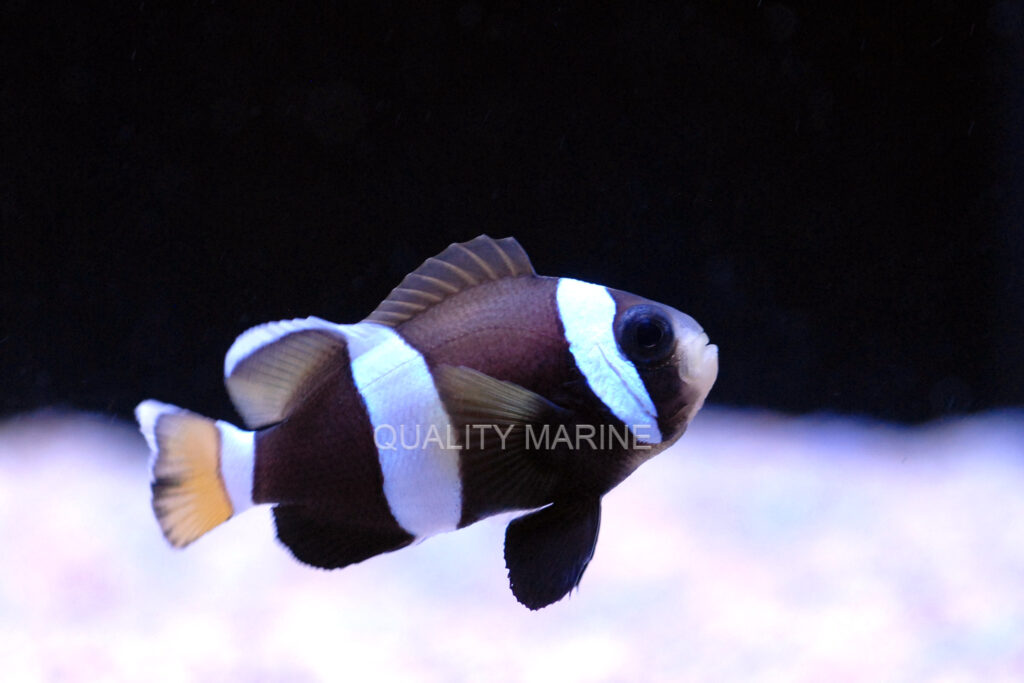 After a multi-year absence, captive-bred Wideband Clownfish, Amphiprion latezonatus, make a triumphant return to the marketplace.
