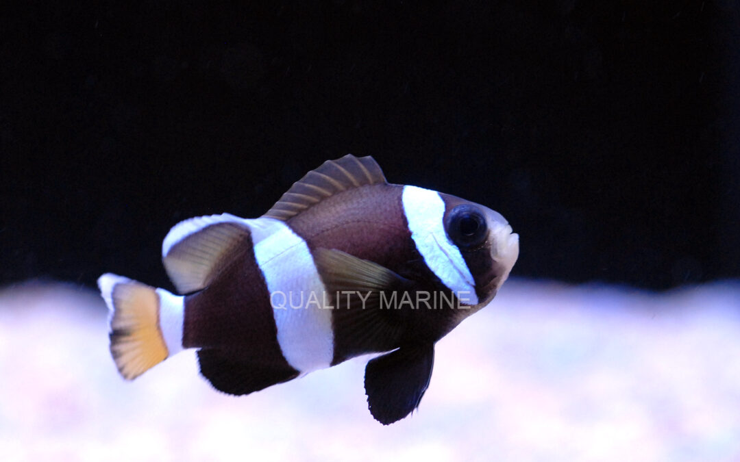 Quality Marine Receives Aquacultured Wideband Clownfish (Amphiprion latezonatus)