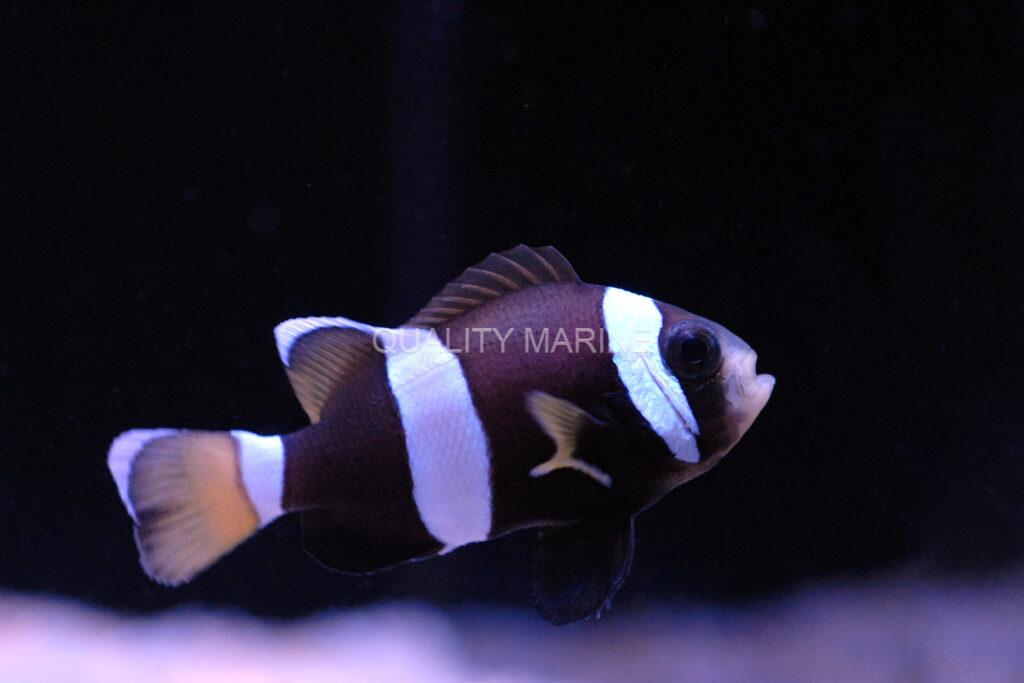 A. latezonatus is also known as the Blue Lip or Blue Lipped Clownfish, a coloration that develops as the fish mature.