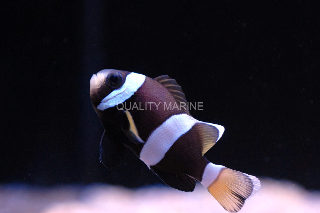 Juvenile Wideband Clownfish are a rare sight; the yellow caudal fin changes as the fish mature.