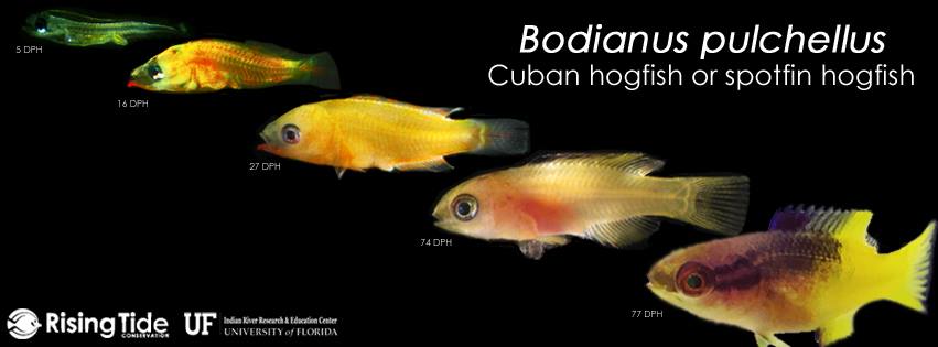 Rising Tide Conservation and the University of Florida Indian River Research and Education Center are excited to announce the first successful aquaculture of the Cuban hogfish, Bodianus pulchellus! We're ecstatic to add this species to our growing list of successfully aquacultured ornamental species! Congratulations to the IRREC team!