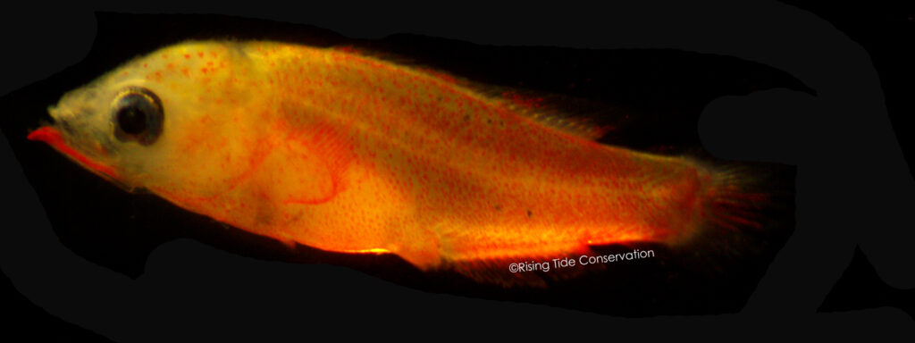 Cuban hogfish, B. pulchellus, at 20 DPH; approximately 6.8 mm. Red lip begins regressing.