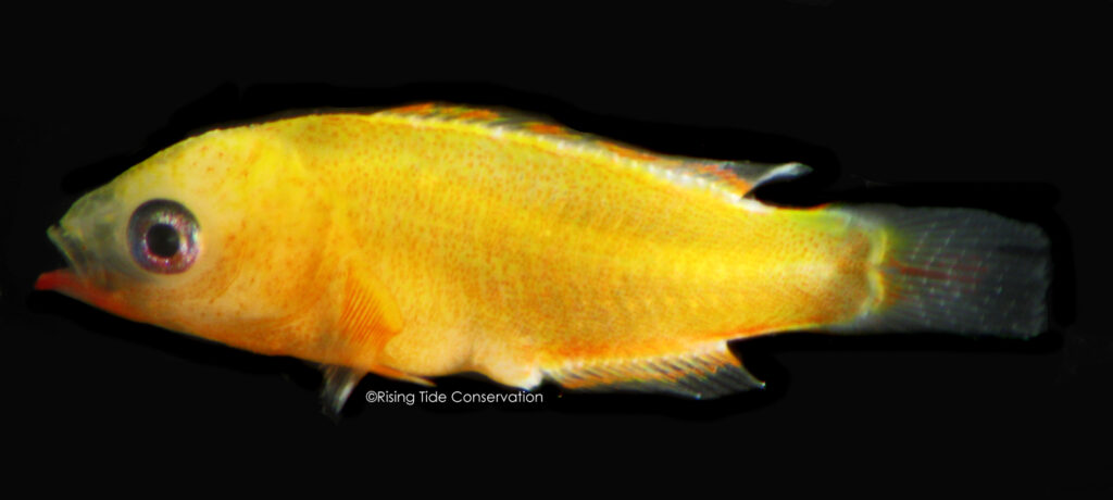 Cuban hogfish, B. pulchellus at 27 DPH; approximately 9.8 mm.