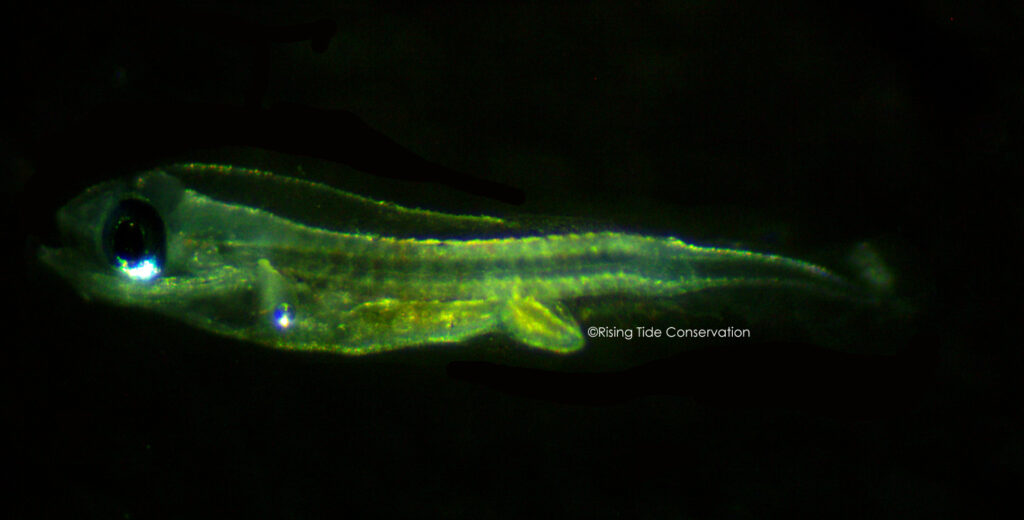 Cuban hogfish, B. pulchellus, larvae at 5 DPH; approximately 2.7 mm.