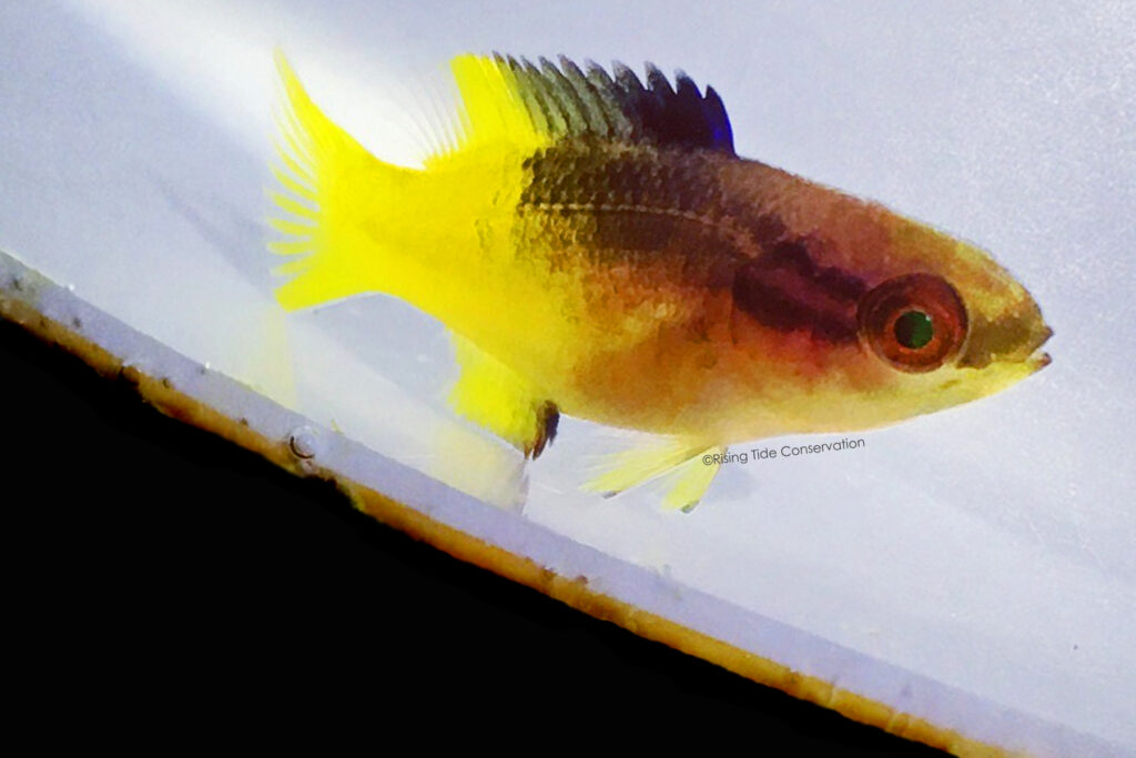 Cuban hogfish, B. pulchellus at 77 DPH from the first batch. Juveniles begin to develop adult coloration but in purple at first rather than red.