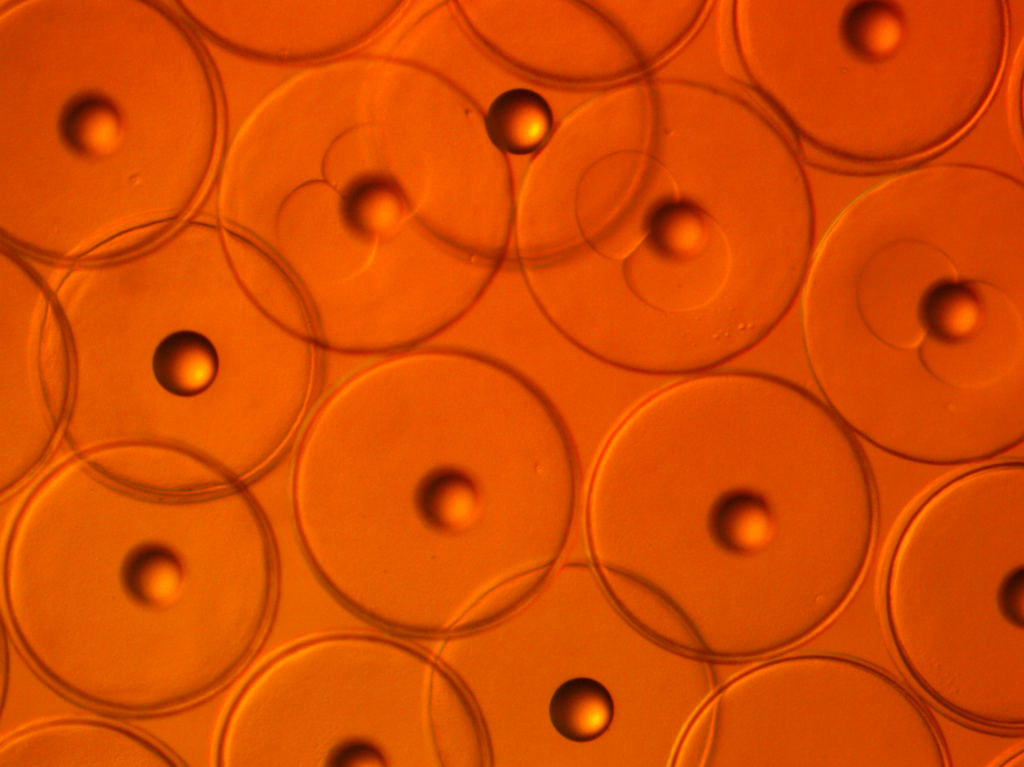 Cuban hogfish, B. pulchellus, eggs undergoing the two-cell stage of development.