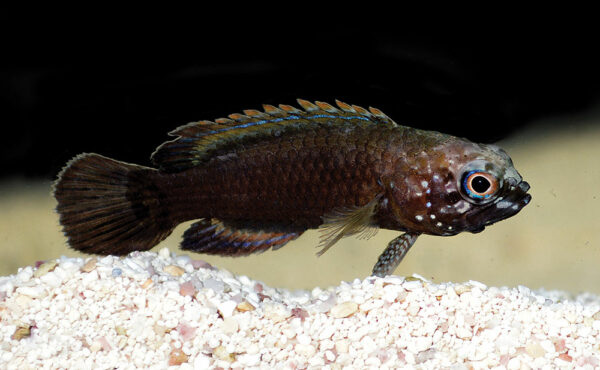 Cousin of the Marine Betta, this is a juvenile Bluegill Longfin, Plesiops corallicola—a true rarity in the trade.