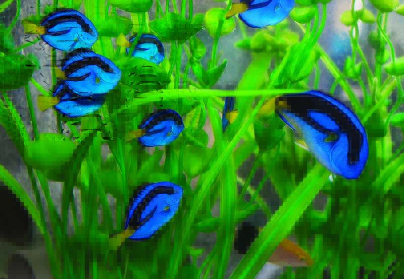 Juvenile Blue Tangs (Paracanthurus hepatus) in an exporter’s aquarium. East Africa is home to a distinct population of this fish that is known for the unique yellow coloration in adults.