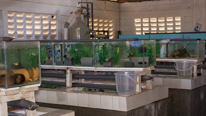 Fish-holding systems at the facility of Kenya Marine Center, a large exporter located just outside the city of Mombasa.