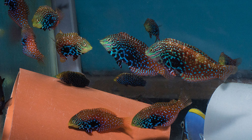 The beautiful Blue Star Leopard Wrasse (Macropharyngodon bipartitus), a regular export from Kenya, in an exporter’s holding tank.