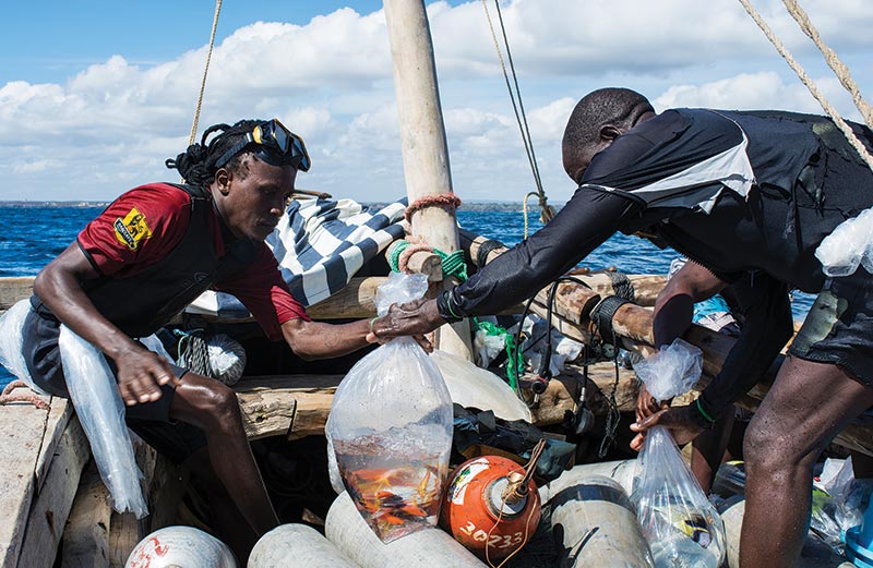 After a successful dive, collectors and boat crew work quickly to change water and fill bags of fishes with pure oxygen to ensure that they arrive at the export facility in good health.